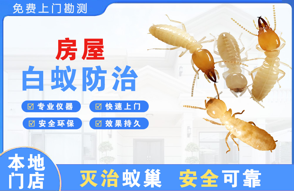 绵竹房屋白蚁防治